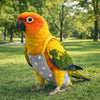 A vibrant orange and yellow parrot standing on green grass wearing a gray flight suit.