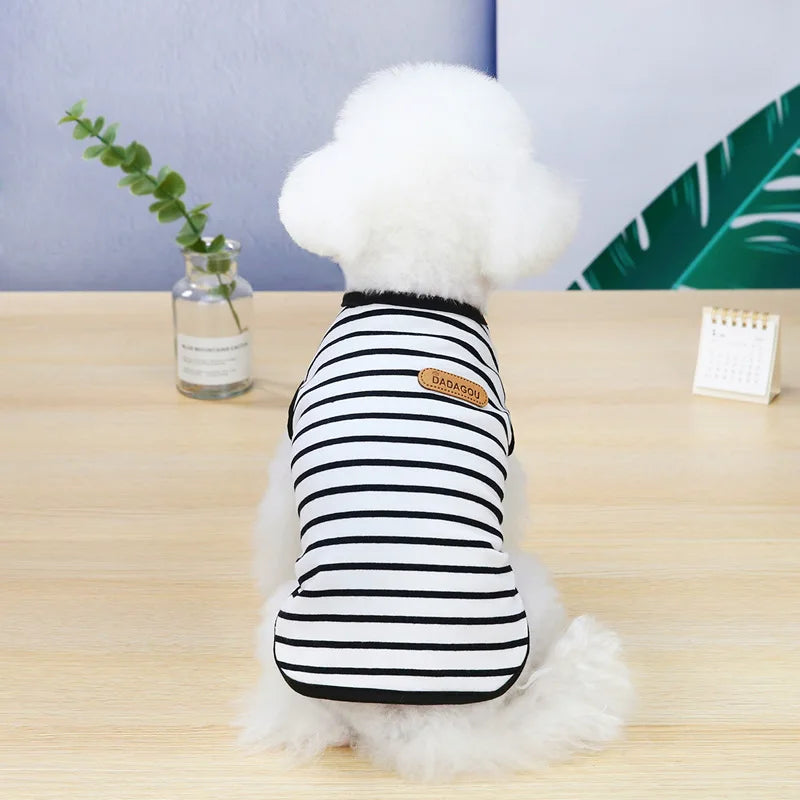 A white fluffy dog wearing a black and white striped sleeveless vest sitting on a wooden table.