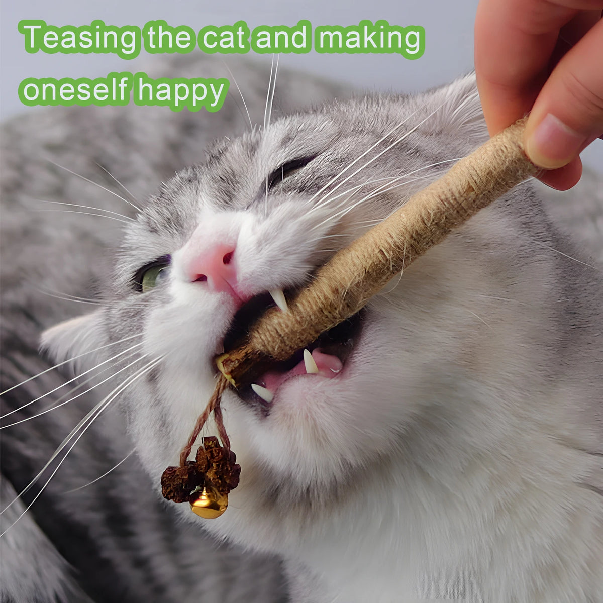 A cat is enjoying a natural silvervine chew stick for dental health and relaxation.