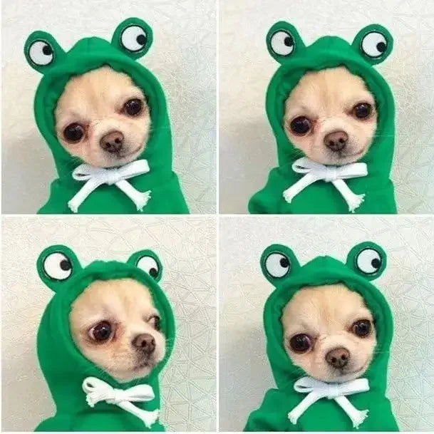 Hüschens Hund trägt einen grünen, froschförmigen Hoodie mit weißen Schleifenbesätzen.