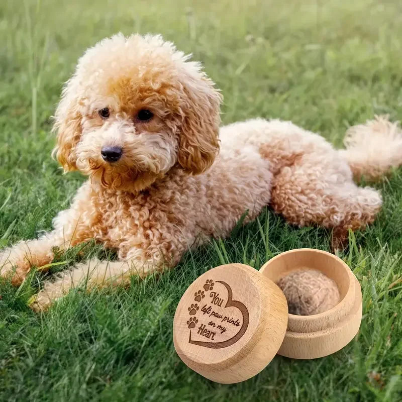 A light golden poodle lies on green grass next to a natural wooden pet hair keepsake box.