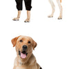 A light-colored Labrador dog standing, wearing a black joint support harness.