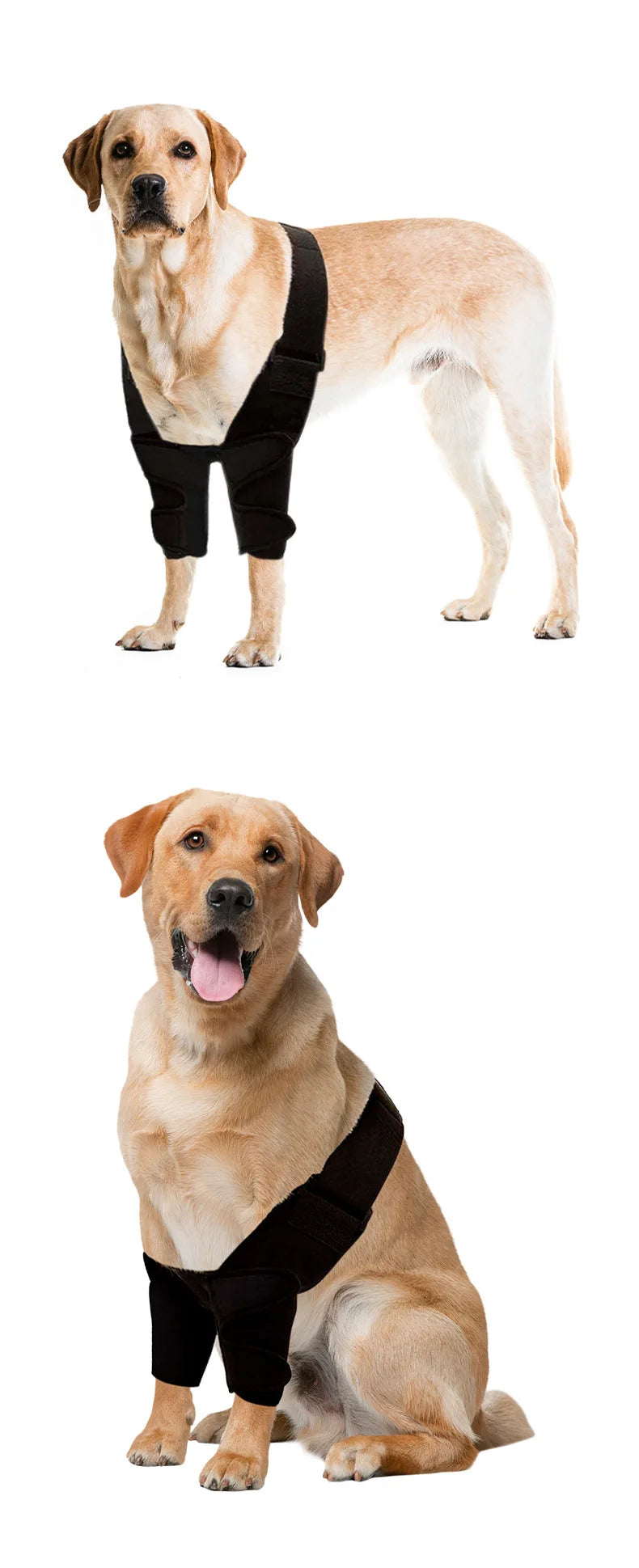 A light-colored Labrador dog standing, wearing a black joint support harness.