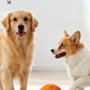 A golden retriever and a Shiba Inu dog playing with an orange indestructible chew ball.