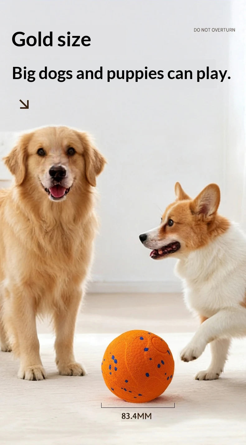 A golden retriever and a Shiba Inu dog playing with an orange indestructible chew ball.