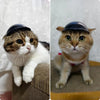 A domestic cat wearing a dark safety helmet looking directly at the camera.