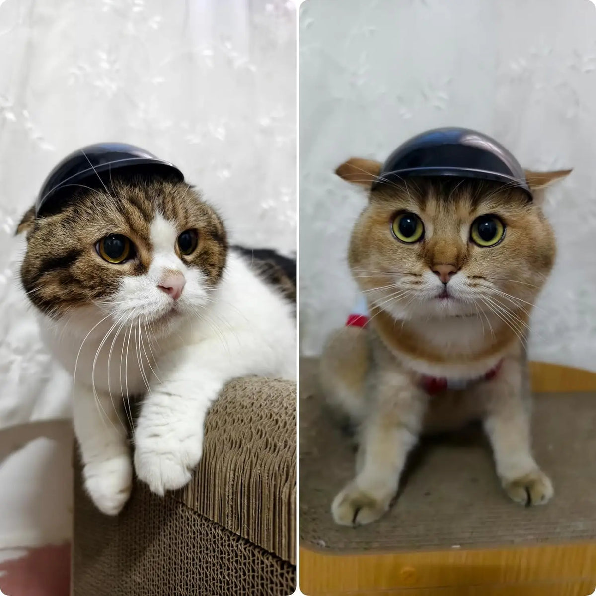 A domestic cat wearing a dark safety helmet looking directly at the camera.