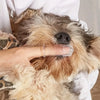 A hand is holding a silicone pet toothbrush near the nose of a fluffy dog.