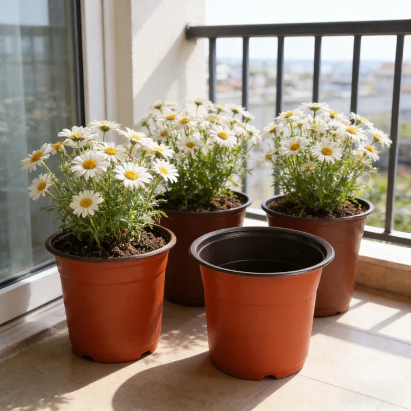 A row of ten terracotta-colored plastic nursery pots filled with white daisy-like flowers on a windowsill.