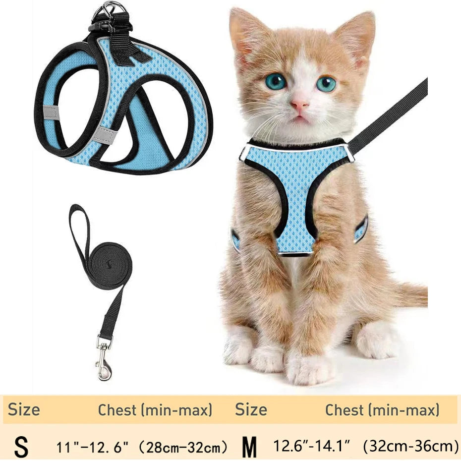 Un pequeño gatito atigrado naranja vistiendo un juego de arnés y correa azul para mascotas.