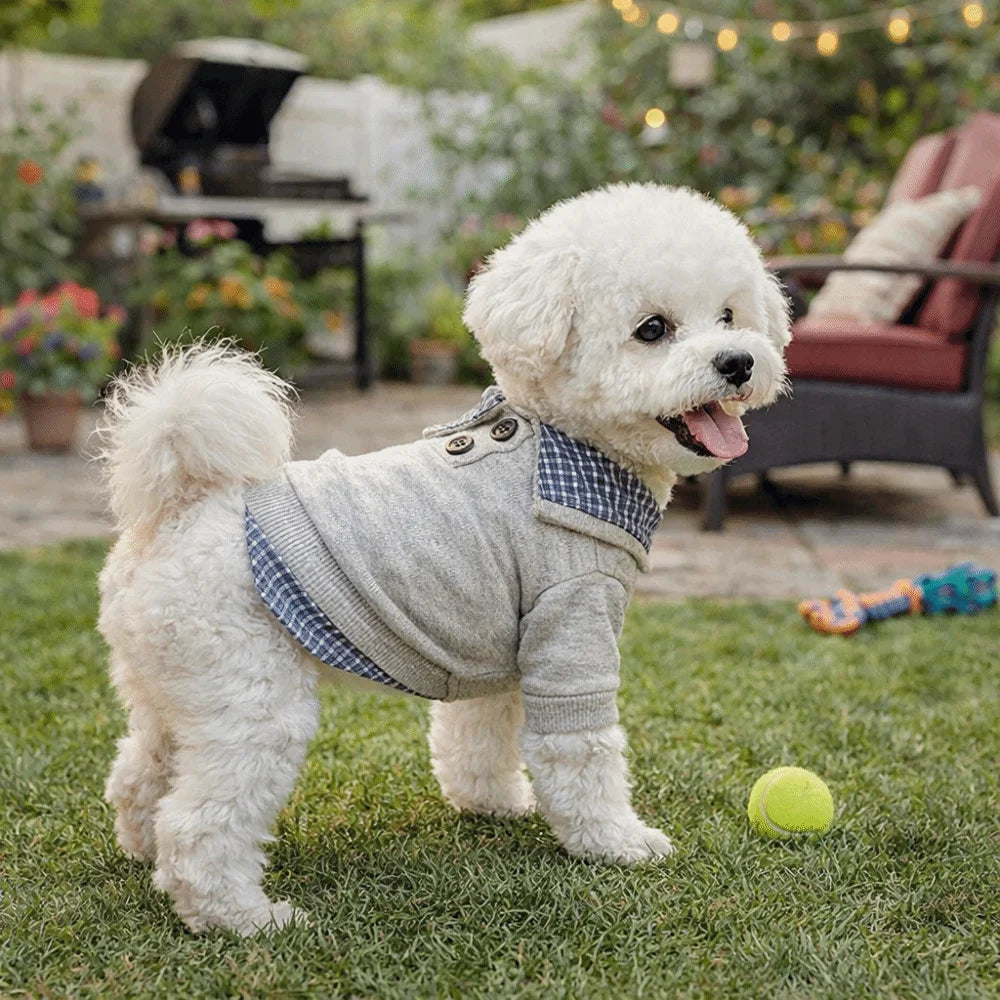 A fluffy white dog wearing a gray and blue plaid two-piece style hoodie sitting on green grass.