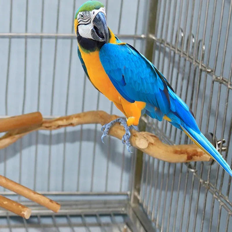 A blue and yellow cockatiel perched on a natural wood grape branch inside a wire cage.