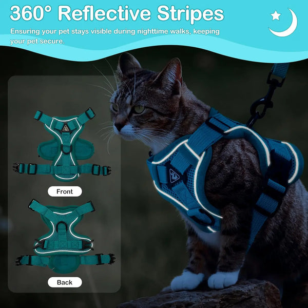 A brown cat wearing a blue harness with reflective stripes, shown from the front and back views.