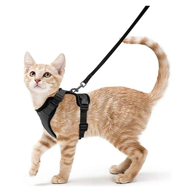 Oranger Tabby-Katze mit verstellbarem Geschirr und Leine.