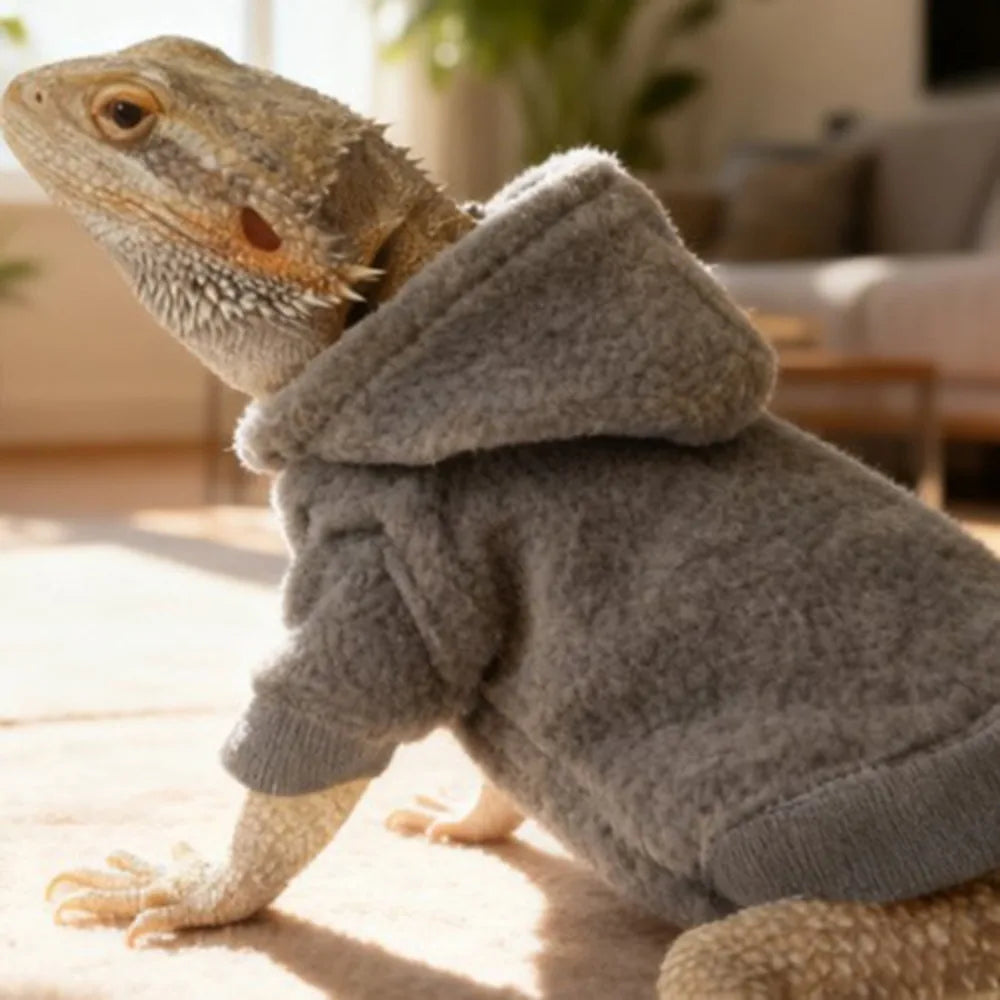 A bearded dragon wearing a soft gray knitted hoodie and matching clothing set.