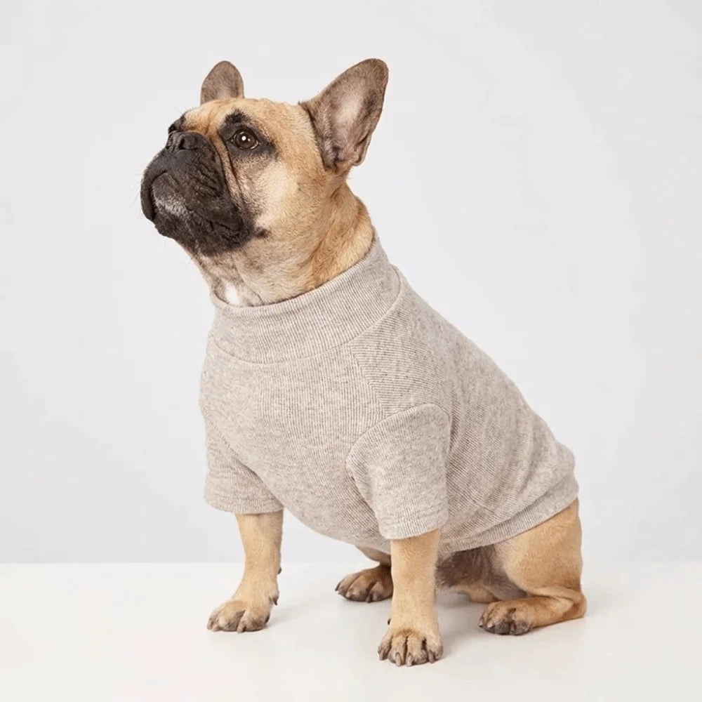A fawn-colored dog wearing a beige knit sweater, sitting on a white surface.