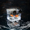 An acrylic fish breeding isolation box containing small orange fish in water.