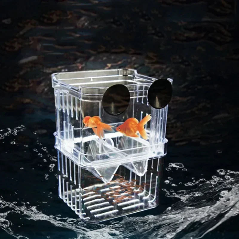 An acrylic fish breeding isolation box containing small orange fish in water.