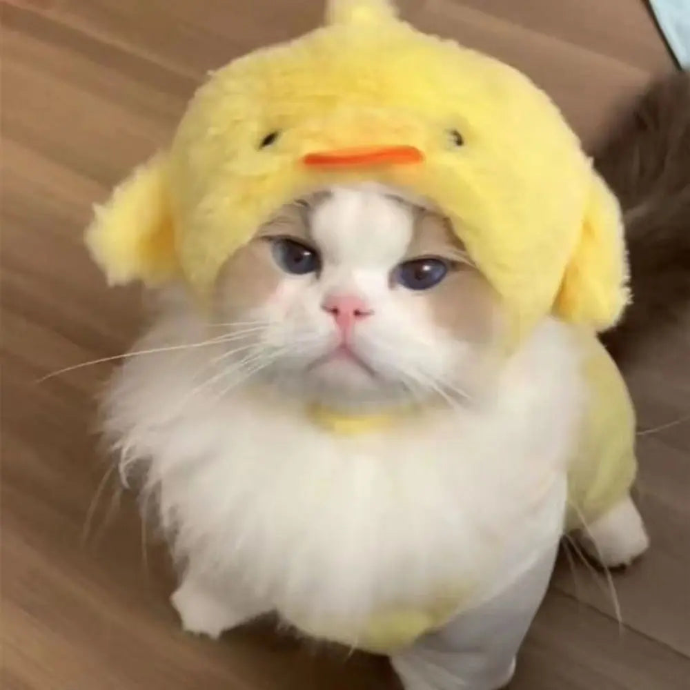 Flauschige weiße und gelbe Katze mit einer gelben lustigen Tiermütze und einer orange Nase
