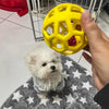A hand is holding a yellow natural rubber dog chew ball with a bell above a fluffy white dog resting on a gray patterned clot