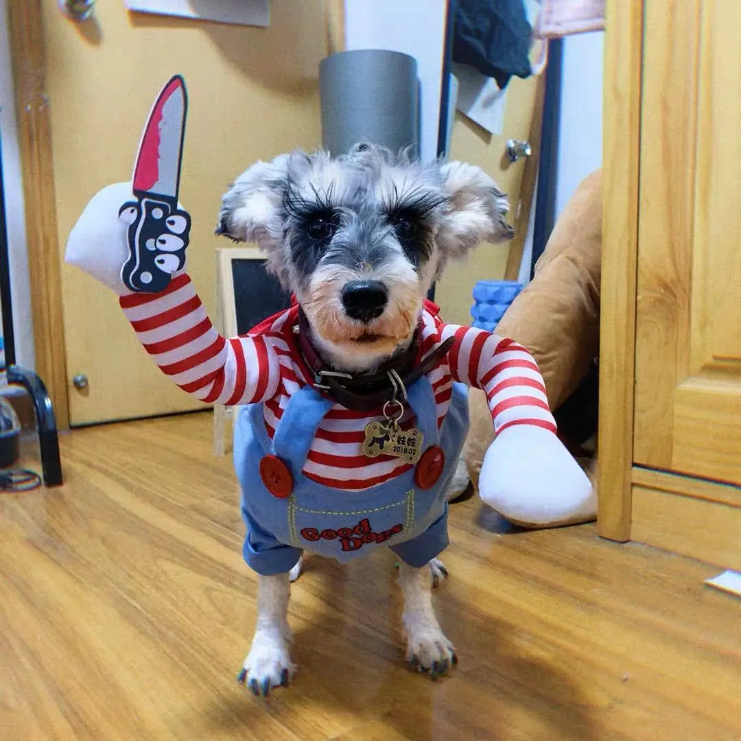 A small dog dressed in a red and white striped shirt with a knife accessory, standing indoors.