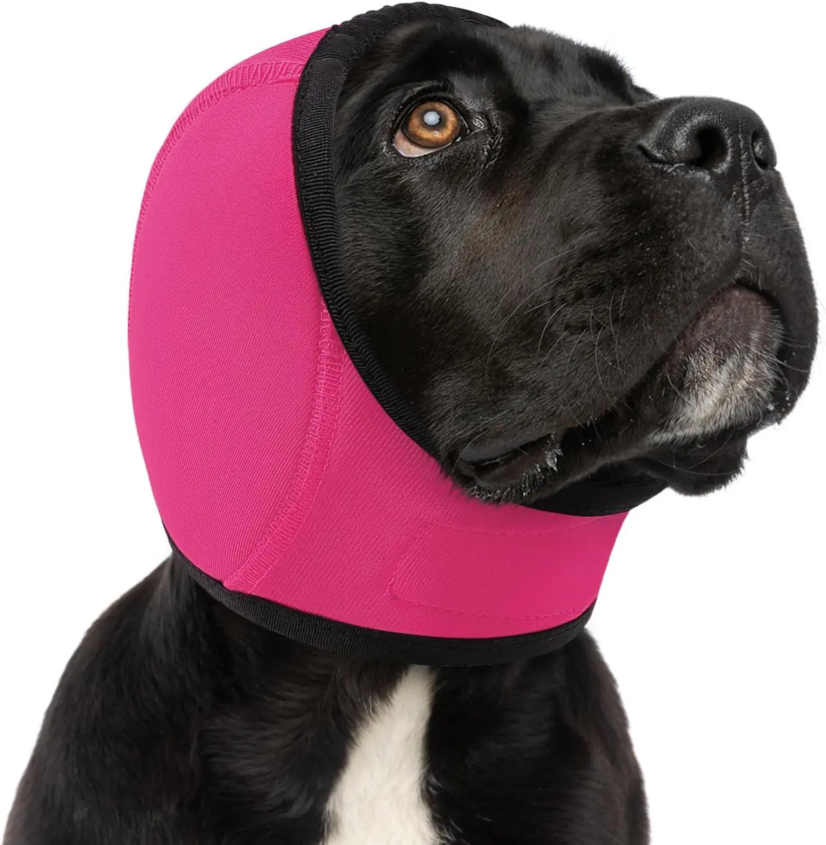 A black dog wearing a bright pink durable ear muff for noise reduction and anxiety relief.