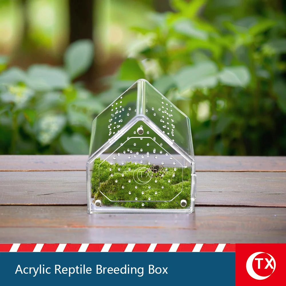Caja de acrílico transparente para cría de reptiles con musgo y pequeños insectos vivos