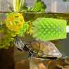 Eine Schutzschale für Schildkrötenpflege und Fütterung mit gelbem Gegenstand und grünem Pflanzenmaterial in einem Aquarium.