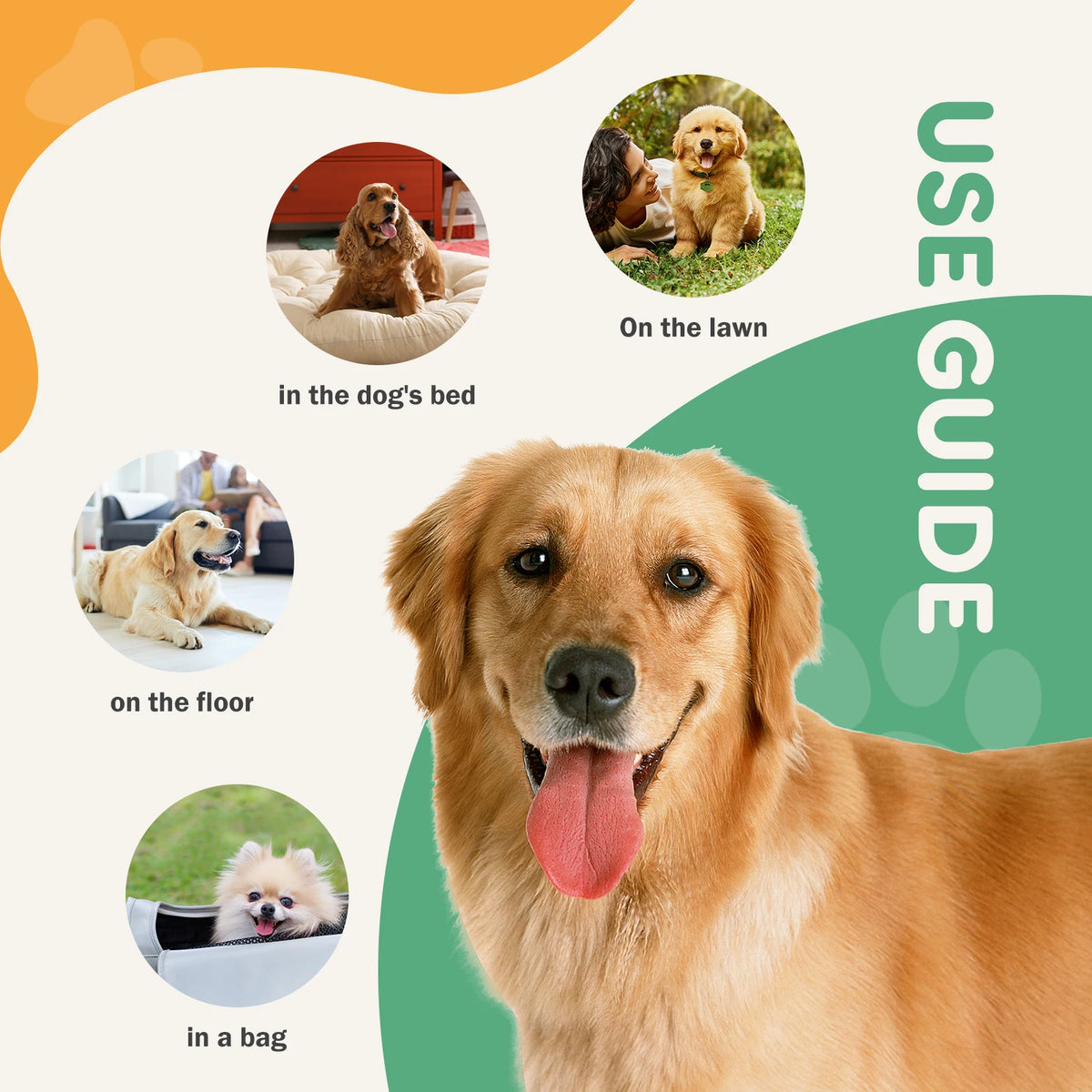 A happy golden retriever dog with its tongue out, surrounded by illustrations showing where the disposable pet training pads 