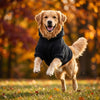 A golden retriever wearing a black hoodie stands on grass with autumn leaves in the background.