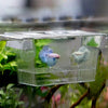 An acrylic fish breeding incubator holding a small, blue and pink fish.