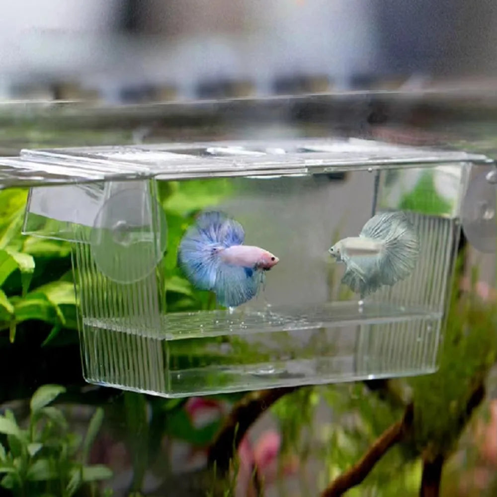 An acrylic fish breeding incubator holding a small, blue and pink fish.