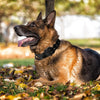 A brown German Shepherd dog wearing a black tactical nylon collar outdoors.