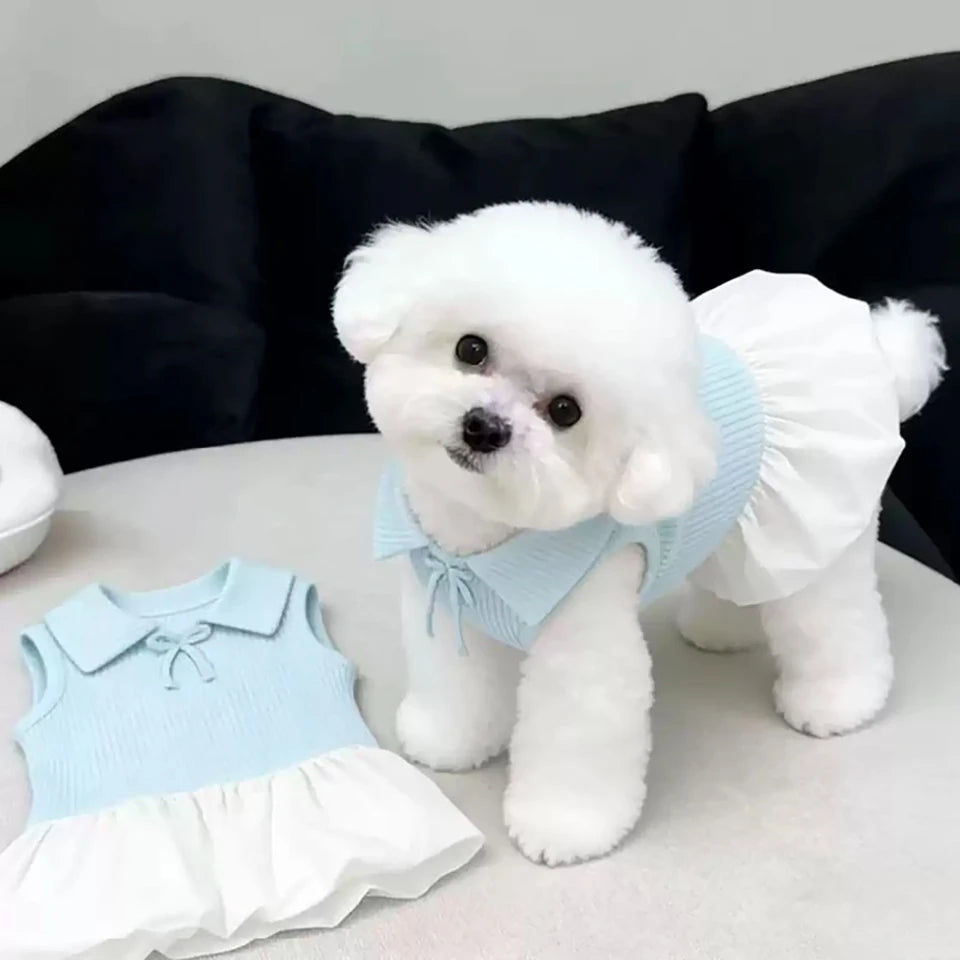 A fluffy white dog wearing a light blue summer lightweight polo dress.
