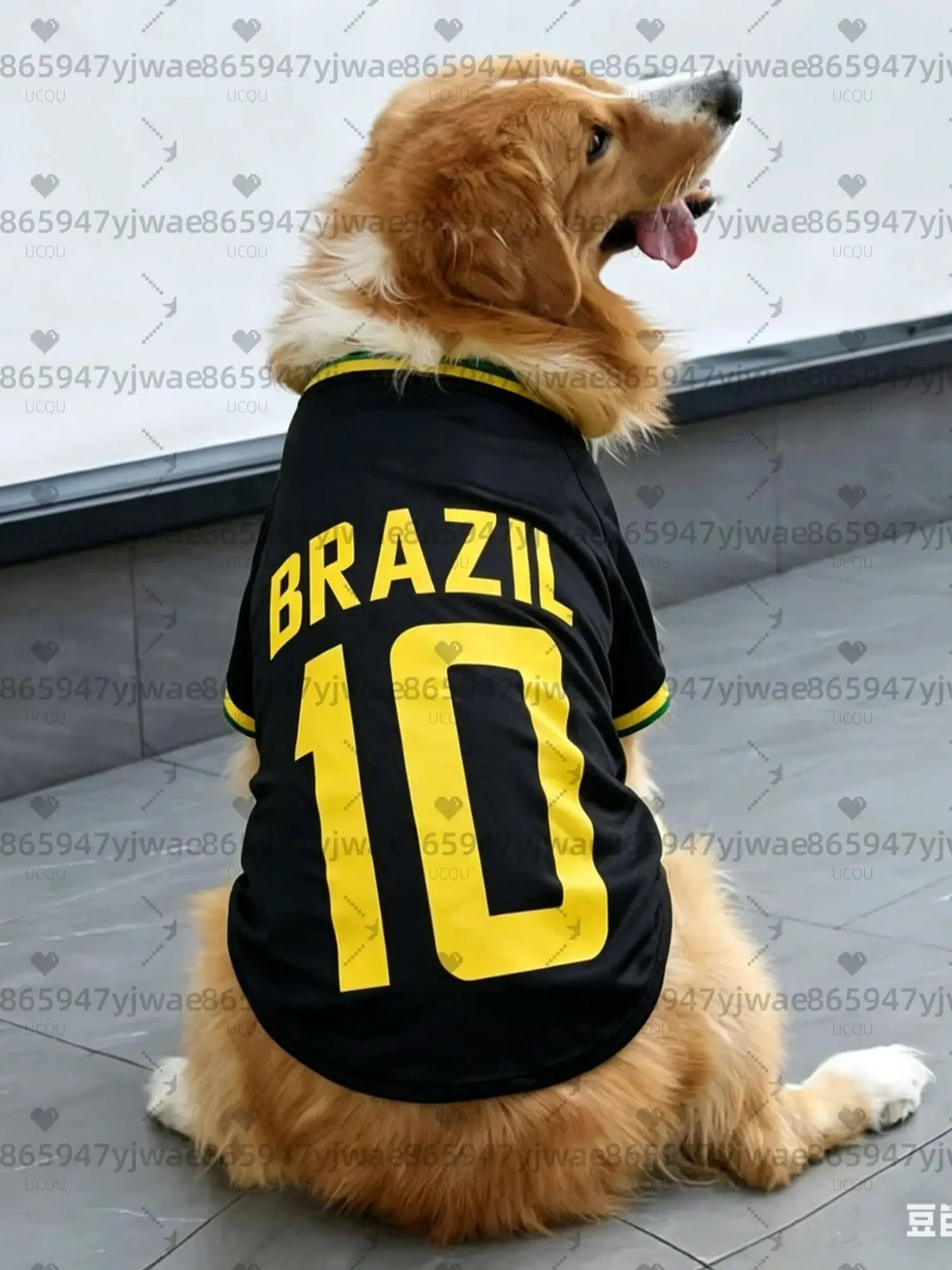 A golden retriever wearing a black and yellow football jersey vest with the number 10.