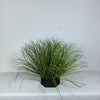 Un touffe de gazon d'oignon simulé vert vif, décoration miniature en pot foncé.