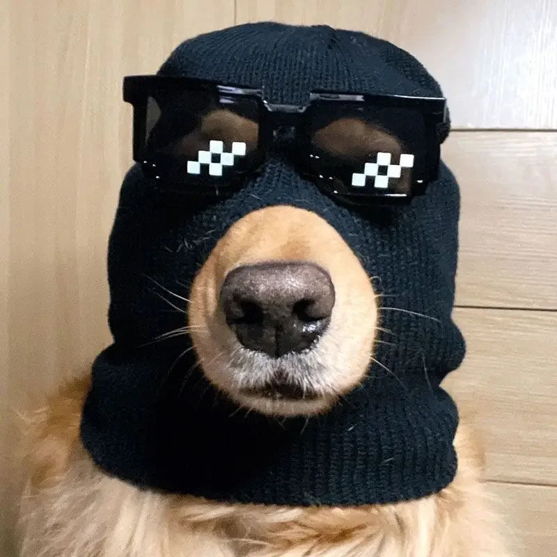 A dog wearing a black knitted mask accessory and black sunglasses with white checkered lenses.