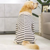 A golden retriever wearing a striped four-legged jumpsuit indoors on a white rug.