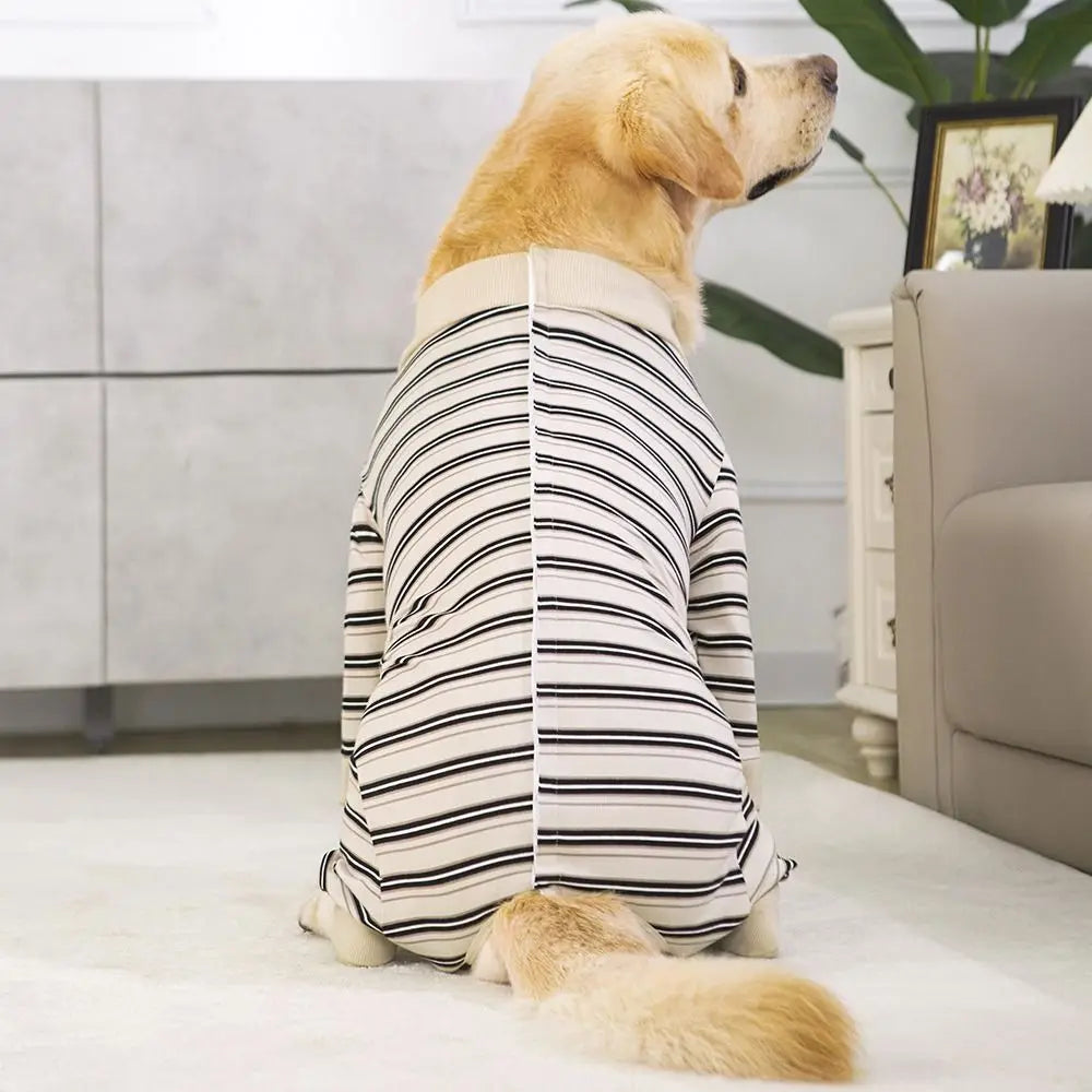 A golden retriever wearing a striped four-legged jumpsuit indoors on a white rug.