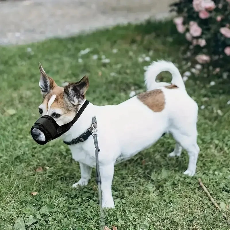 A white and brown dog wearing a black adjustable soft muzzle in a grassy outdoor setting.
