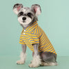 A small, fluffy dog wearing a yellow and gray striped polo shirt sitting against a light green background.
