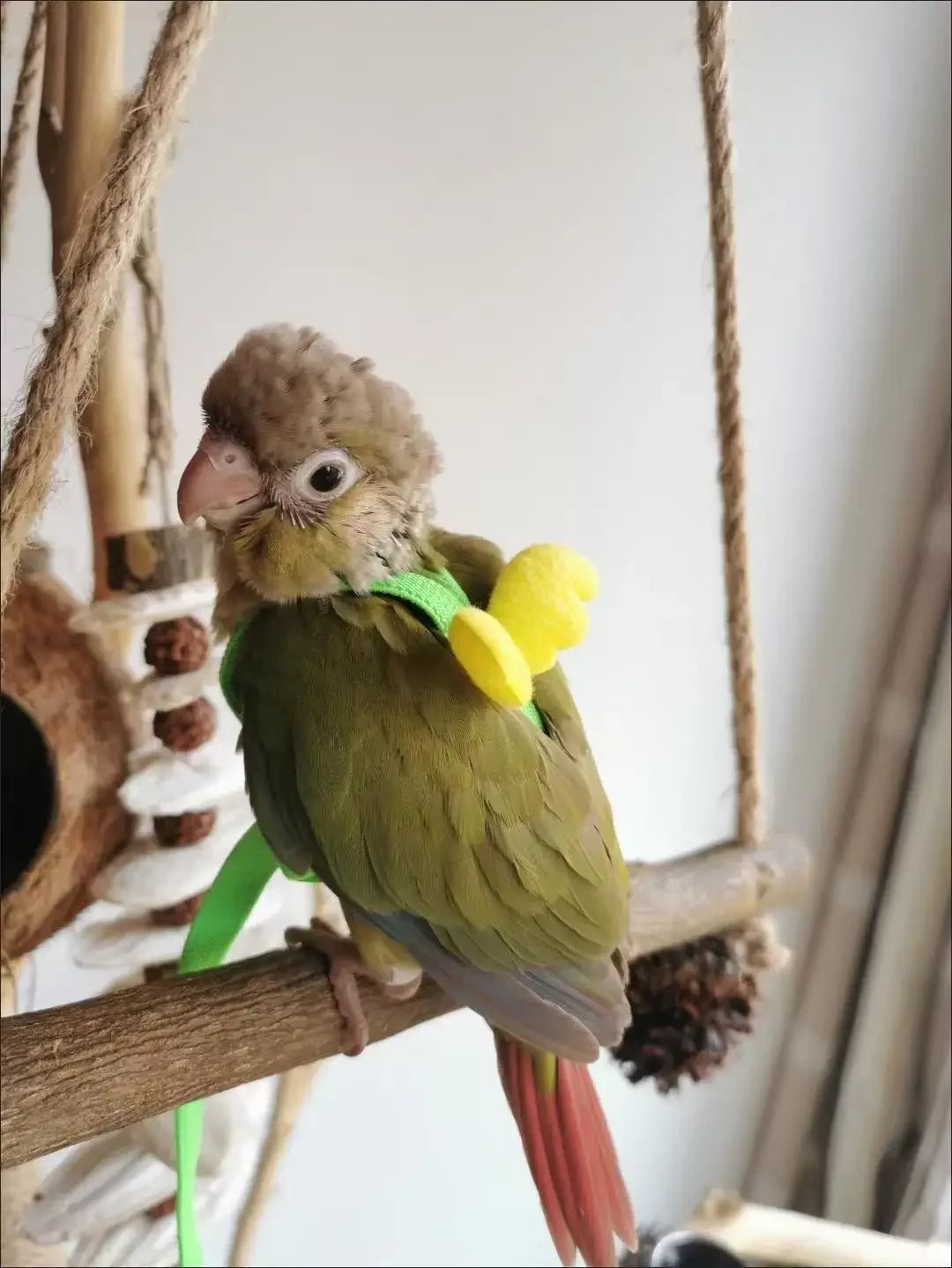 A small green parrot perched on a wooden branch, hanging from a natural fiber harness and leash set.