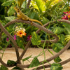 A small yellow lizard is perched on a woody vine with green leaves in a natural terrarium setting.