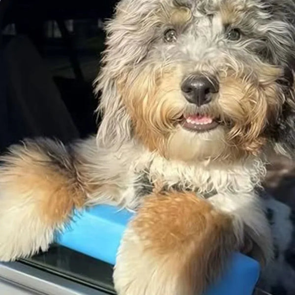 A fluffy dog rests its paws on a blue EVA foam cushion, likely used as a window chin rest.