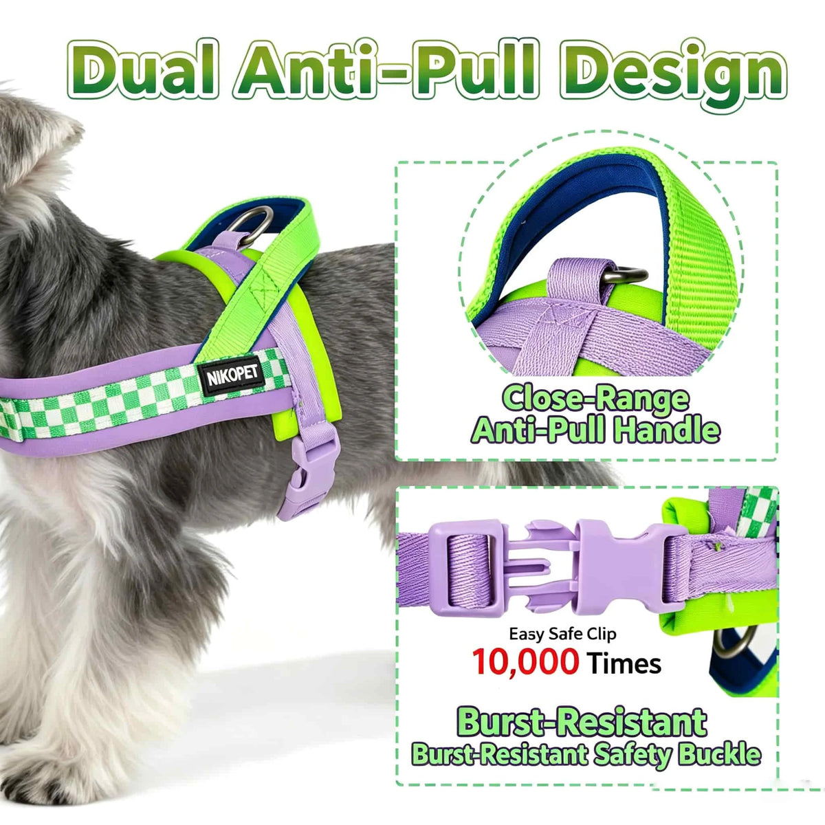 Un chien gris portant un harnais anti-traction double de couleur violette et vert lime.