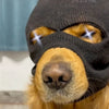 A close-up of a dog wearing a black knitted mask accessory that covers its eyes and snout.