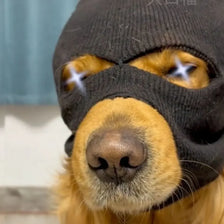A close-up of a dog wearing a black knitted mask accessory that covers its eyes and snout.