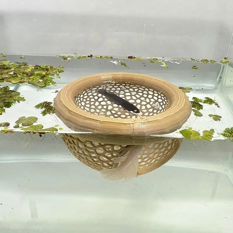 Ein Betta-Fisch ist in einem Bambusfutterring im Wasser mit Wasserpflanzen sichtbar.