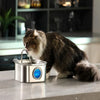 A tabby cat is drinking water from a stainless steel pet water fountain with a blue visual window.