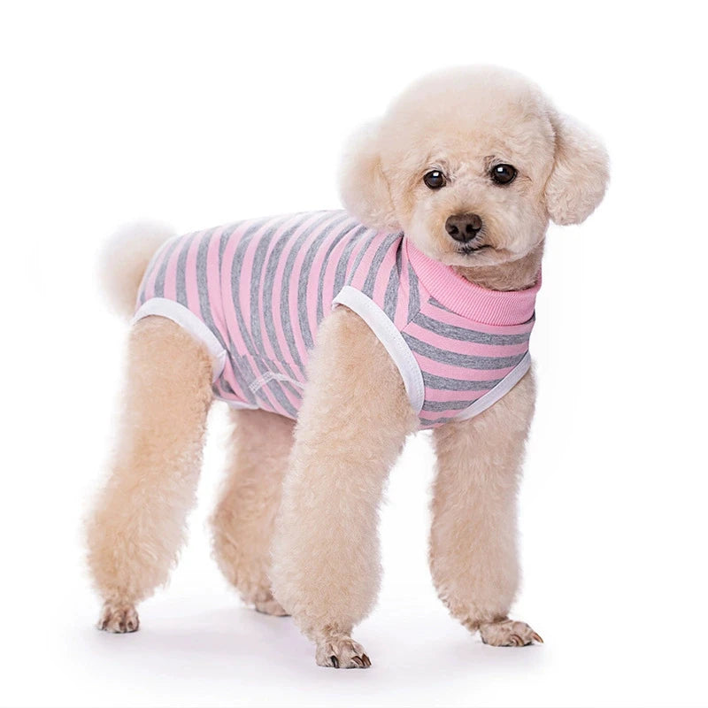 A light tan poodle wearing a pink and gray striped cotton recovery suit.